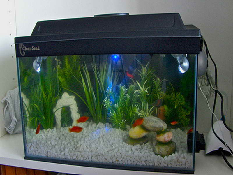 Fish-Tank-Decoration-Pictures-with-small-fish